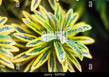 In der Nähe einer Pflanze namens Euphorbia martinii x 'Ascot Regenbogen" (Martins wolfsmilch) mit Regen fällt auf einen Balkon. Stockfoto