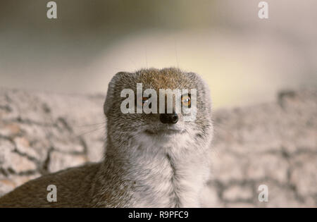 Yellow Mongoose Portrait (lächelnd) Stockfoto