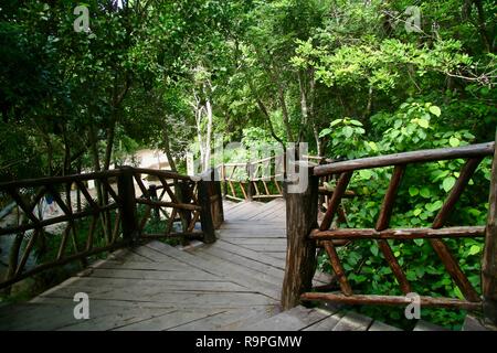 Einen Holzsteg Treppe durch den Dschungel Stockfoto