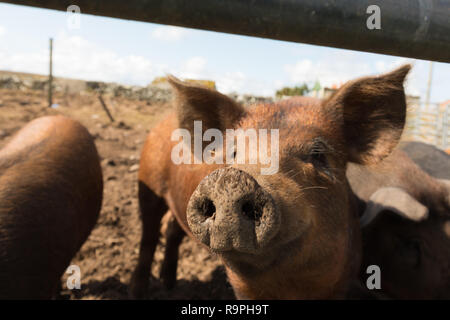 Neugierige Schweine im Gehäuse auf Fetlar, Shetland Stockfoto