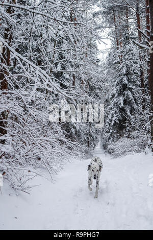 Dalmatiner verläuft entlang der Schnee-weiße Pfad in einen schönen Winter Forest Stockfoto