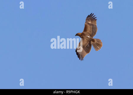 Bonelli's Eagle (Aquila fasciata), juvenile im Flug Oberseite angezeigt Stockfoto