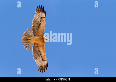 Bonelli's Eagle (Aquila fasciata), juvenile im Flug underparts angezeigt Stockfoto