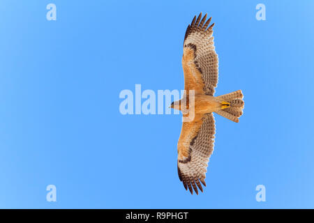 Bonelli's Eagle (Aquila fasciata), juvenile im Flug underparts angezeigt Stockfoto