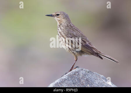 Rock Pieper (Anthus petrosus), Seitenansicht eines Erwachsenen steht auf einem Felsen Stockfoto