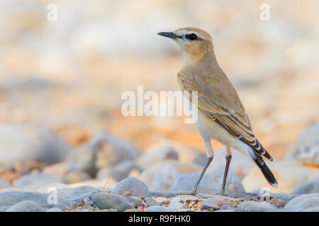 Isabelline Steinschmätzer (Oenanthe isabellina), Erwachsene stehen auf dem flächein Oman Stockfoto