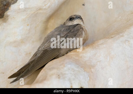 Blass Crag Martin (Ptyonoprogne obsoleta Arabica), individuelle auf einem Felsen thront auf Oman Stockfoto