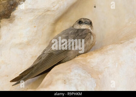 Blass Crag Martin (Ptyonoprogne obsoleta Arabica), individuelle auf einem Felsen thront auf Oman Stockfoto