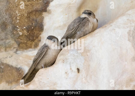 Blass Crag Martin (Ptyonoprogne obsoleta Arabica), zwei Personen auf einem Felsen thront auf Oman Stockfoto