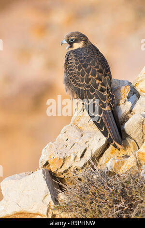 Eleonorenfalken (Falco eleonorae), juvenile hoch auf einem Felsen Stockfoto