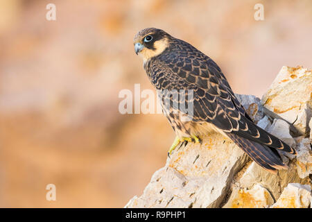 Eleonorenfalken (Falco eleonorae), juvenile hoch auf einem Felsen Stockfoto