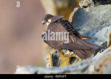 Eleonorenfalken (Falco eleonorae), leichte Morph weibliche hoch auf einem Felsen Stockfoto