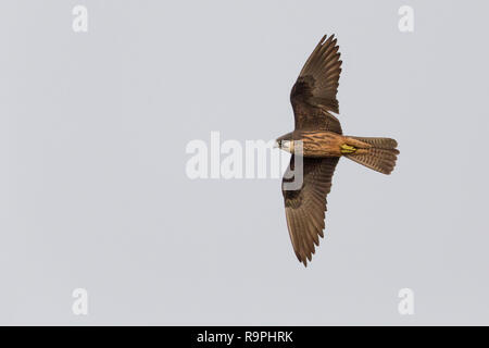 Eleonorenfalken (Falco eleonorae), Stockfoto