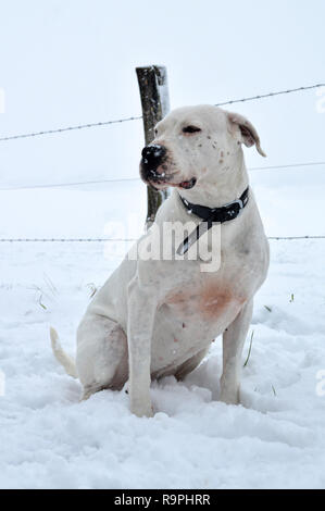 Eine Dogge Hunderasse Dogo Argentino, unter dem Schnee im Winter. Stockfoto