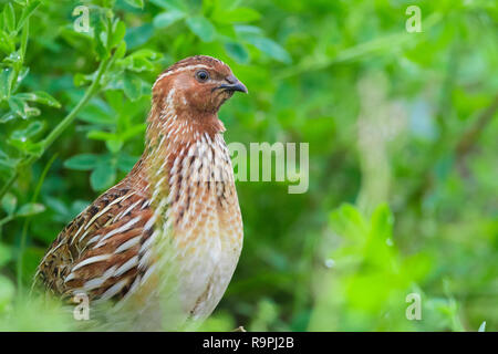 Gemeinsame Wachtel (Coturnix coturnix), Nahaufnahme eines männlichen Stellung in einer Luzerne Feld Stockfoto