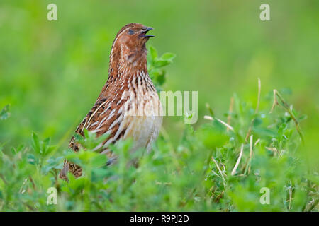 Gemeinsame Wachtel (Coturnix coturnix), männlicher Gesang in einer Luzerne Feld Stockfoto