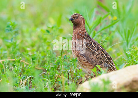 Gemeinsame Wachtel (Coturnix coturnix), erwachsenen männlichen Stellung in einer Luzerne Feld Stockfoto
