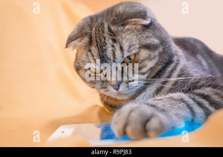 Scottish Fold smart Cat spielt in einem Smartphone, liegend auf einem gelben Teppich. Pet- und Informationstechnologie. In den Augen der Katze spiegelt den Bildschirm. Stockfoto