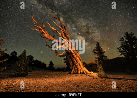 Lightpainted Bristlecone Pine Tree im Wald Stockfoto