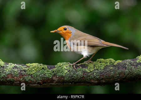 Rotkehlchen, Erithacus rubecula, auf einem Zweig mit einer Mahlzeit Wurm gehockt Stockfoto