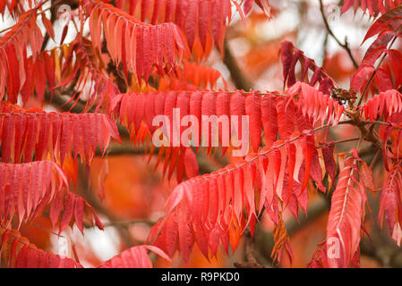 Herbstliche rote Blätter von Sumac auf dem Baum. Herbstliche rote Blätter von Sumac auf dem Baum. Stockfoto