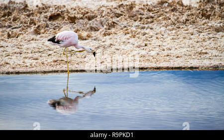 Rosa flamingo allein gehen und Trinkwasser in einem Salz Lagune in der 'Salar de Atacama", in der Atacama-wüste in Chile mit der Reflexion von t Stockfoto