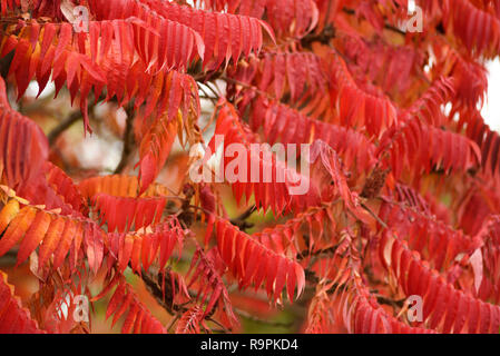 Herbstliche rote Blätter von Sumac auf dem Baum. Herbstliche rote Blätter von Sumac auf dem Baum. Stockfoto