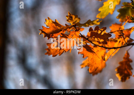 Herbstliche rote Eiche Blätter. Herbstliche rote Eiche Blätter. Stockfoto