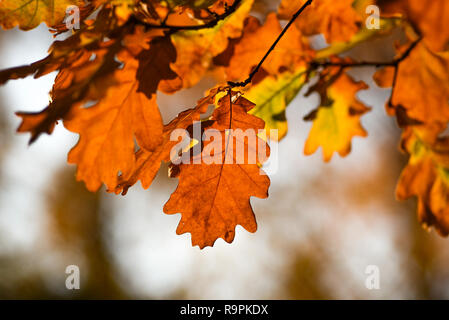 Herbstliche rote Eiche Blätter. Herbstliche rote Eiche Blätter. Stockfoto