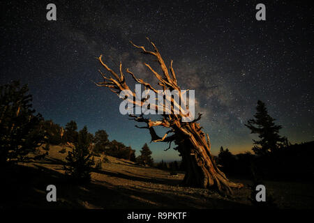 Lightpainted Bristlecone Pine Tree im Wald Stockfoto