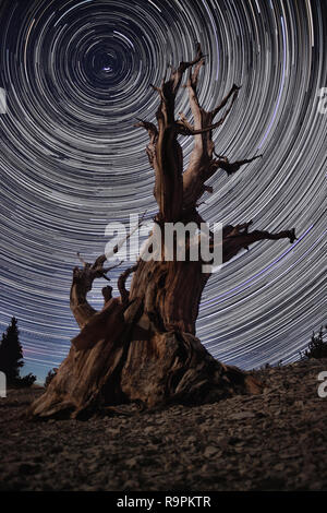 Lightpainted Bristlecone Pine Tree im Wald Stockfoto