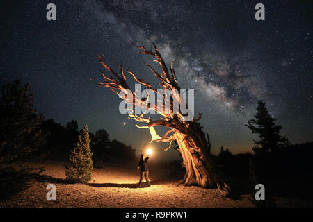 Lightpainted Bristlecone Pine Tree im Wald Stockfoto