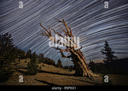 Lightpainted Bristlecone Pine Tree im Wald Stockfoto