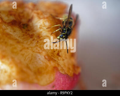 Wasp auf dem Tisch Essen eines Apfels, Russland Stockfoto