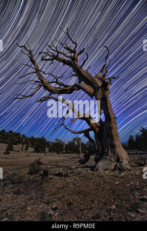 Lightpainted Bristlecone Pine Tree im Wald Stockfoto