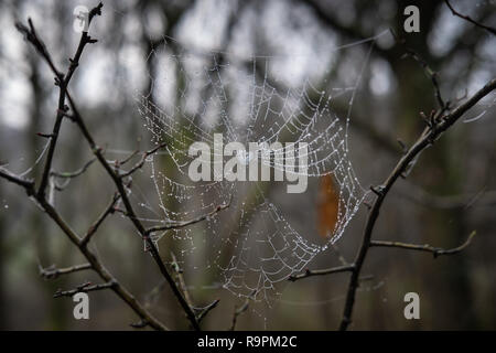 Spinnennetz mit Tau in den Wäldern Stockfoto