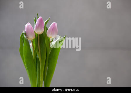 Paar Tulpen Blumen auf dunklen chalcboard Oberfläche. Strauß auf eine Unschärfe abstrakt Hintergrund mit kopieren. Stockfoto