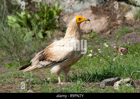 Schmutzgeier (Neophron percnopterus), scavenger Vogel auf dem Boden Stockfoto