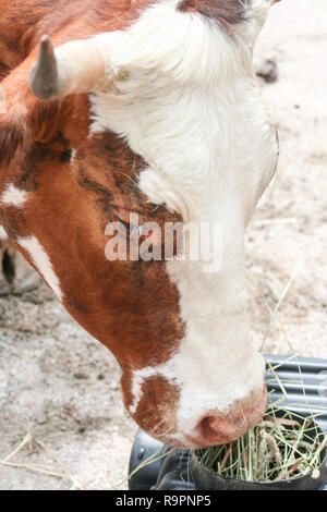 Kuh Stockfoto