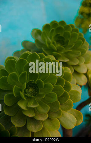 Aeonium arboreum. Stockfoto