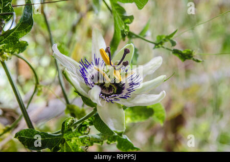Ein vor kurzem geblüht Blaue Passionsblume (Passiflora caerulea. Stockfoto