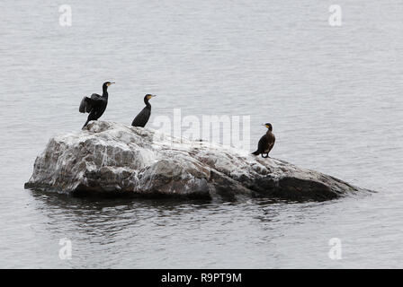 Drei große schwarze Kormorane (Phalacrocorax carbo) auf einem Felsen, umgeben von Wasser. Stockfoto