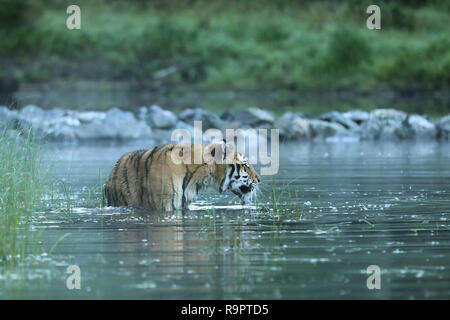 Der sibirische Tiger Der größte Tiger - Panthera tigris Amurensis Stockfoto