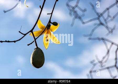 Gelbe Blume und die Frucht einer Cotton Tree in der Sonne Hintergrundbeleuchtung auf einem unscharfen Hintergrund close-up Stockfoto