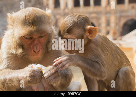 Galta monkey Tempel, Mutter und Baby rhesus macaque Stockfoto