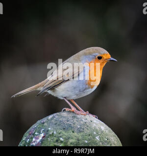 Europäische Robin auf einem zaunpfosten gehockt Stockfoto