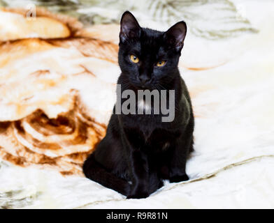 Porträt einer schwarzen Katze auf einer Decke, das Thema der Haustiere Stockfoto