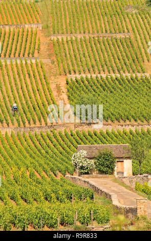 Weinberg, Cote de Beaune, Burgund, Frankreich Stockfoto