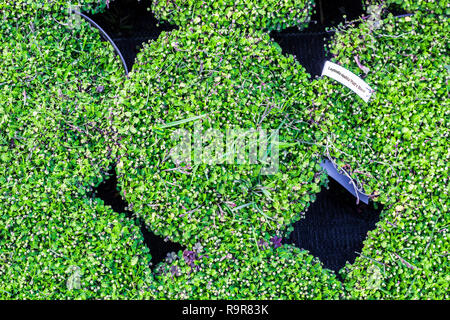 Leptinella squalida Platts schwarzen Blumen in Töpfe. Messingknöpfe grüne Pflanzen in Garten Center, Ansicht von oben Stockfoto