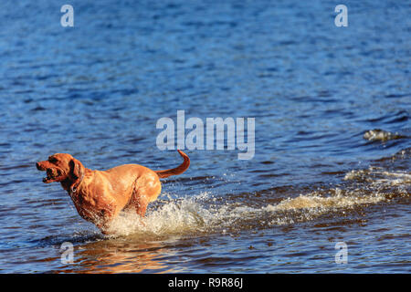 Ein begeisterter Golden Retriever Labrador läuft durch Wasser mit einem Stock in der Nähe von Frensham kleiner Teich, Farnham, Surrey, South East England Stockfoto